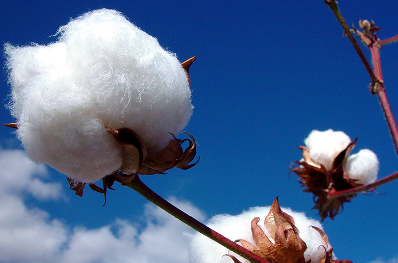 uzex-sells-1-5-million-cotton-fiber-for-export_10.jpg